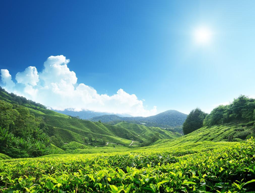 Homestay Cameron Highlands Mikayla Екстер'єр фото